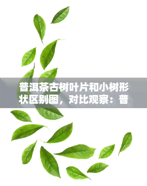 普洱茶古树叶片和小树形状区别图，对比观察：普洱茶古树叶片与小树形状的差异