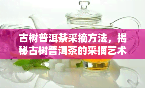 古树普洱茶采摘方法，揭秘古树普洱茶的采摘艺术：传统与现代的完美结合