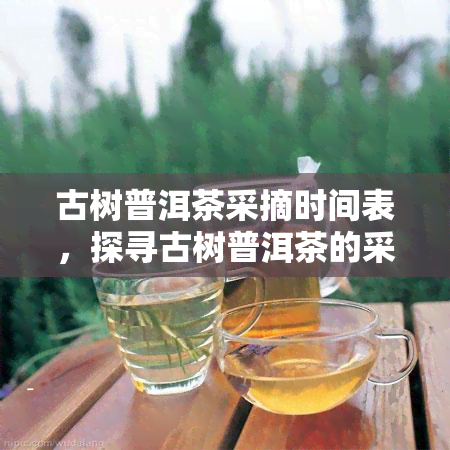 古树普洱茶采摘时间表，探寻古树普洱茶的采摘时间表：揭秘珍贵茶叶的秘密