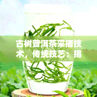 古树普洱茶采摘技术，传统技艺：揭秘古树普洱茶的采摘技术