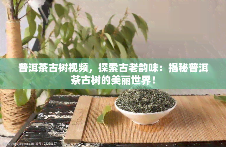 普洱茶古树视频，探索古老韵味：揭秘普洱茶古树的美丽世界！