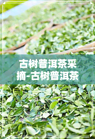 古树普洱茶采摘-古树普洱茶采摘时间