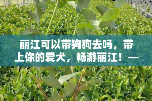 丽江可以带狗狗去吗，带上你的爱犬，畅游丽江！——丽江是否允许携带狗狗游玩？