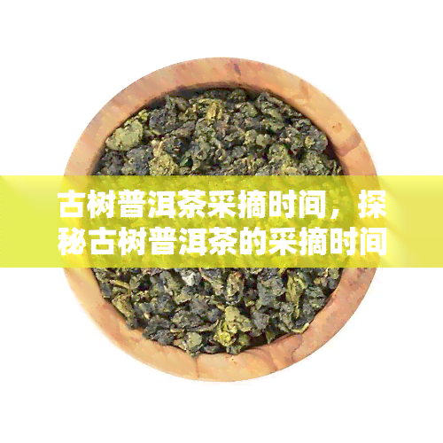 古树普洱茶采摘时间，探秘古树普洱茶的采摘时间：一场与大自然的约会