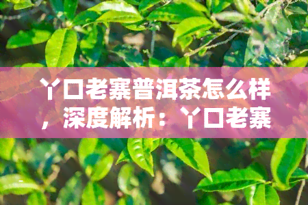 丫口老寨普洱茶怎么样，深度解析：丫口老寨普洱茶的品质与口感如何？