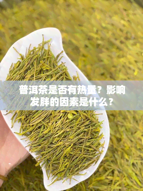 普洱茶是否有热量？影响发胖的因素是什么？