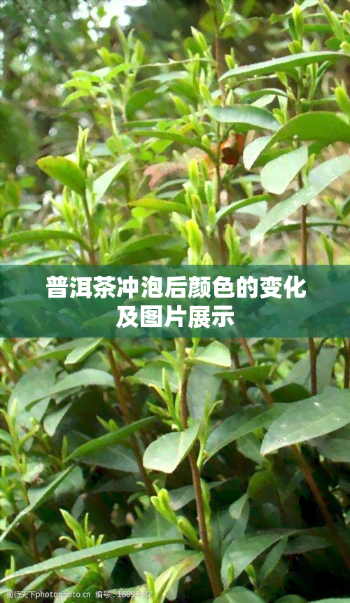 普洱茶冲泡后颜色的变化及图片展示