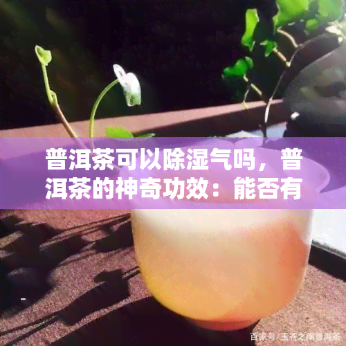 普洱茶可以除湿气吗，普洱茶的神奇功效：能否有效去除体内的湿气？