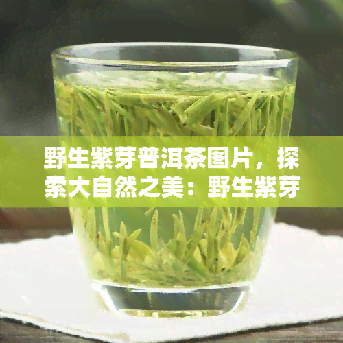 野生紫芽普洱茶图片，探索大自然之美：野生紫芽普洱茶的独特图片展示