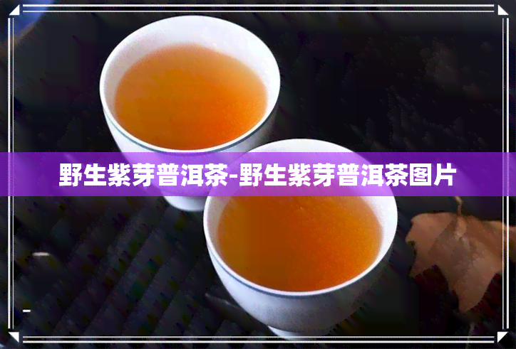 野生紫芽普洱茶-野生紫芽普洱茶图片