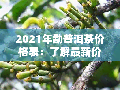 2021年勐普洱茶价格表：了解最新价格、特点与图片