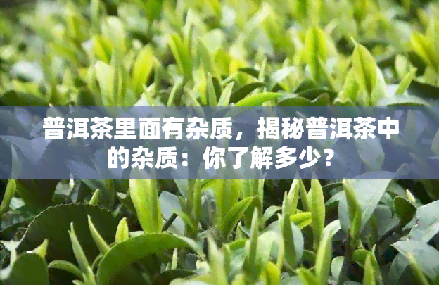 普洱茶里面有杂质，揭秘普洱茶中的杂质：你了解多少？