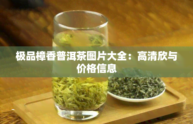 极品樟香普洱茶图片大全：高清欣与价格信息