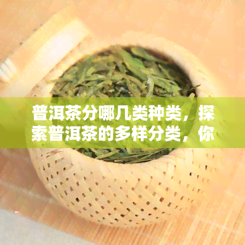 普洱茶分哪几类种类，探索普洱茶的多样分类，你了解多少？