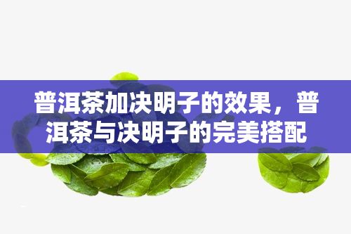 普洱茶加决明子的效果，普洱茶与决明子的完美搭配：意想不到的健效果！