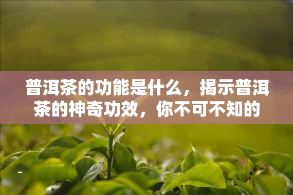 普洱茶的功能是什么，揭示普洱茶的神奇功效，你不可不知的秘密！