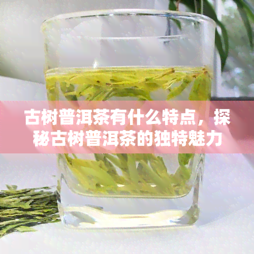 古树普洱茶有什么特点，探秘古树普洱茶的独特魅力与特点