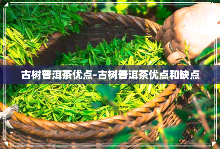 古树普洱茶优点-古树普洱茶优点和缺点