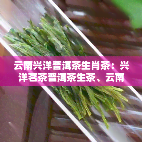 云南兴洋普洱茶生肖茶：兴洋茗茶普洱茶生茶、云南兴洋茶业产品，思兴洋茶业出品，种类丰富，价格实。