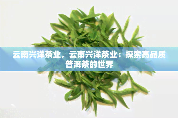 云南兴洋茶业，云南兴洋茶业：探索高品质普洱茶的世界