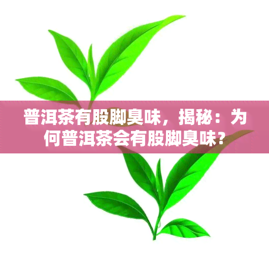 普洱茶有股脚臭味，揭秘：为何普洱茶会有股脚臭味？