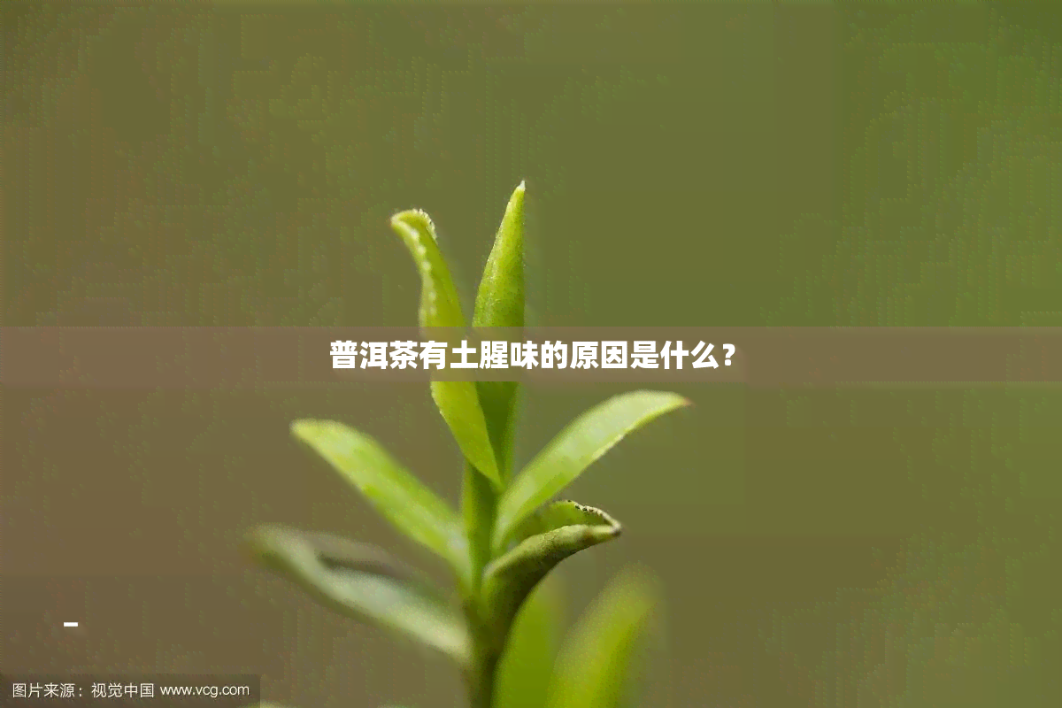 普洱茶有土腥味的原因是什么？