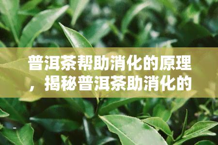 普洱茶帮助消化的原理，揭秘普洱茶助消化的科学原理