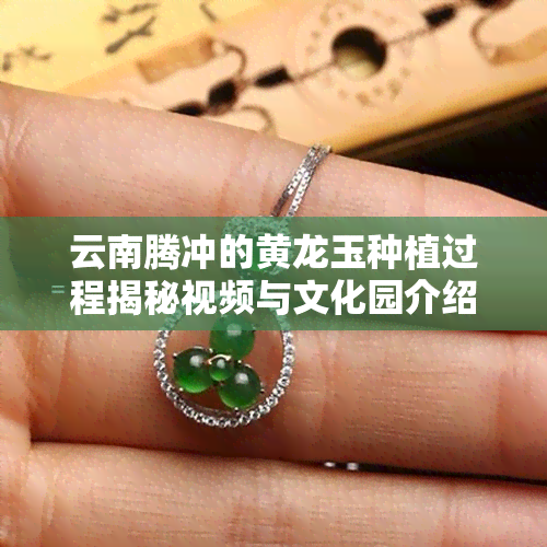 云南腾冲的黄龙玉种植过程揭秘视频与文化园介绍