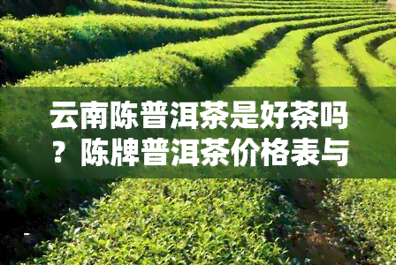 云南陈普洱茶是好茶吗？陈牌普洱茶价格表与公司介绍