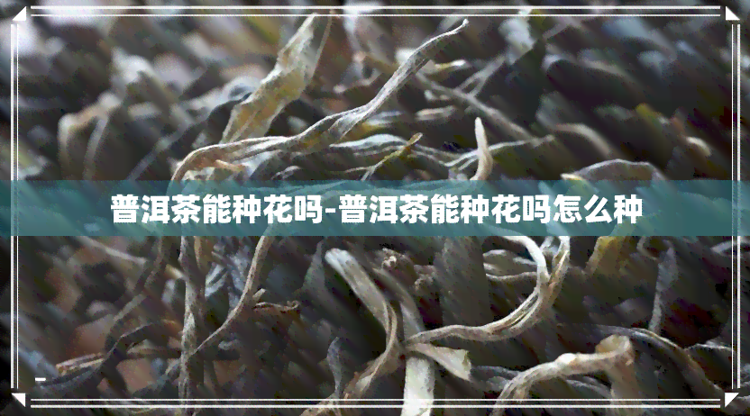 普洱茶能种花吗-普洱茶能种花吗怎么种