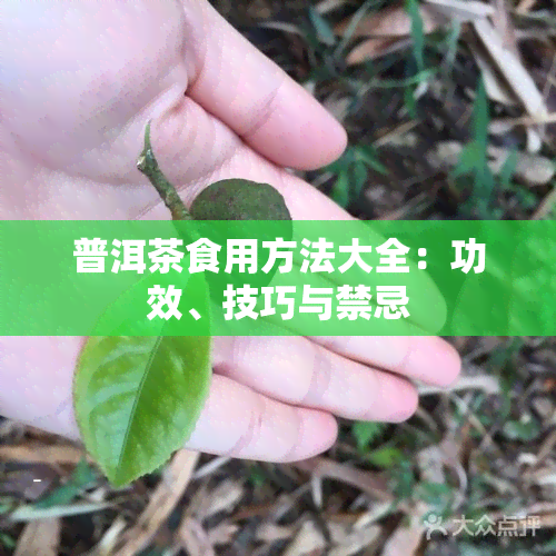 普洱茶食用方法大全：功效、技巧与禁忌