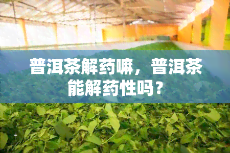 普洱茶解药嘛，普洱茶能解药性吗？