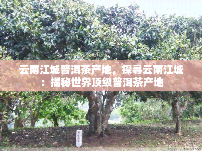 云南江城普洱茶产地，探寻云南江城：揭秘世界顶级普洱茶产地