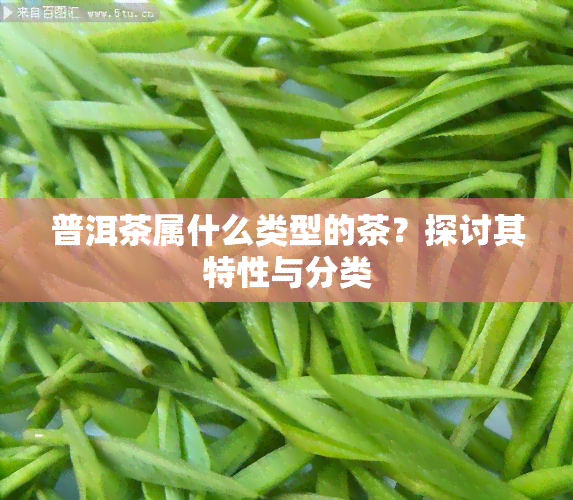 普洱茶属什么类型的茶？探讨其特性与分类