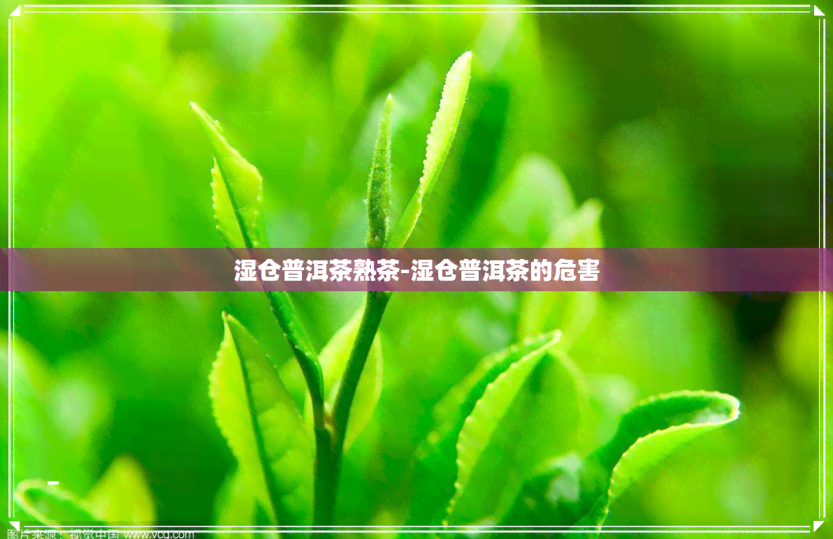 湿仓普洱茶熟茶-湿仓普洱茶的危害