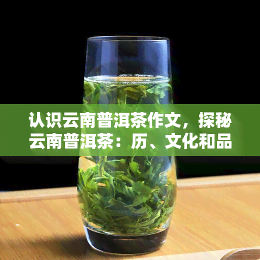 认识云南普洱茶作文，探秘云南普洱茶：历、文化和品尝指南