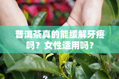 普洱茶真的能缓解牙疼吗？女性适用吗？