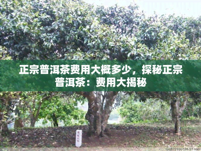 正宗普洱茶费用大概多少，探秘正宗普洱茶：费用大揭秘