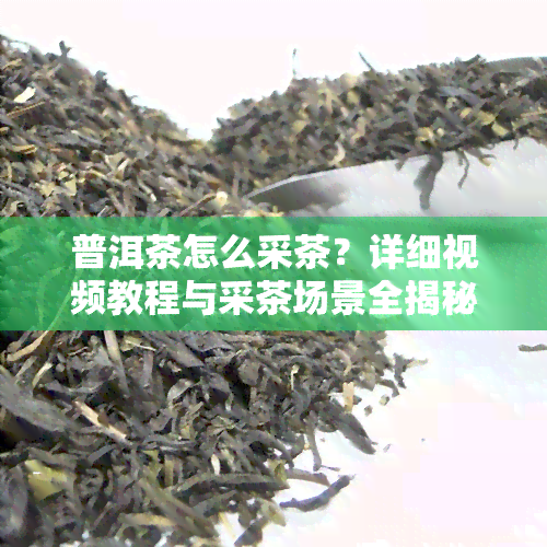 普洱茶怎么采茶？详细视频教程与采茶场景全揭秘！