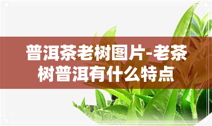 普洱茶老树图片-老茶树普洱有什么特点