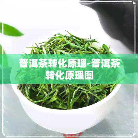 普洱茶转化原理-普洱茶转化原理图