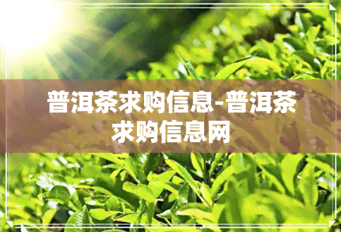 普洱茶求购信息-普洱茶求购信息网