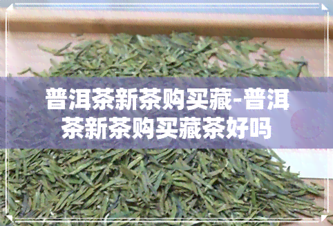 普洱茶新茶购买藏-普洱茶新茶购买藏茶好吗