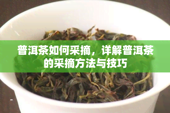 普洱茶如何采摘，详解普洱茶的采摘方法与技巧