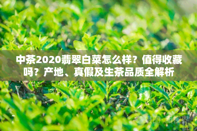 中茶2020翡翠白菜怎么样？值得收藏吗？产地、真假及生茶品质全解析