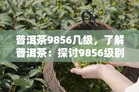 普洱茶9856几级，了解普洱茶：探讨9856级别与其他级别的区别