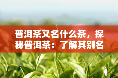 普洱茶又名什么茶，探秘普洱茶：了解其别名及其独特之处