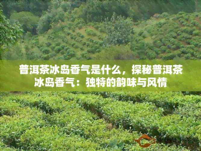 普洱茶冰岛香气是什么，探秘普洱茶冰岛香气：独特的韵味与风情