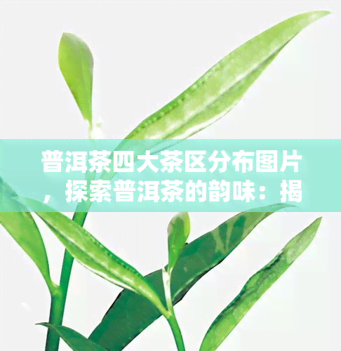 普洱茶四大茶区分布图片，探索普洱茶的韵味：揭秘四大茶区的分布地图