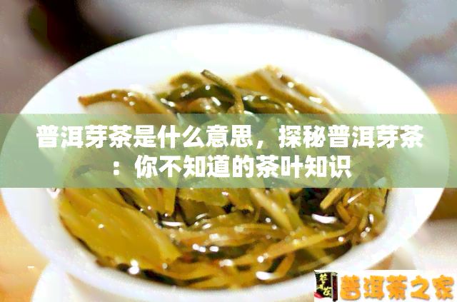 普洱芽茶是什么意思，探秘普洱芽茶：你不知道的茶叶知识